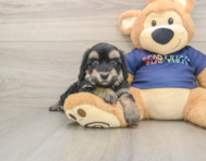 8 week old Havapoo Puppy For Sale - Seaside Pups