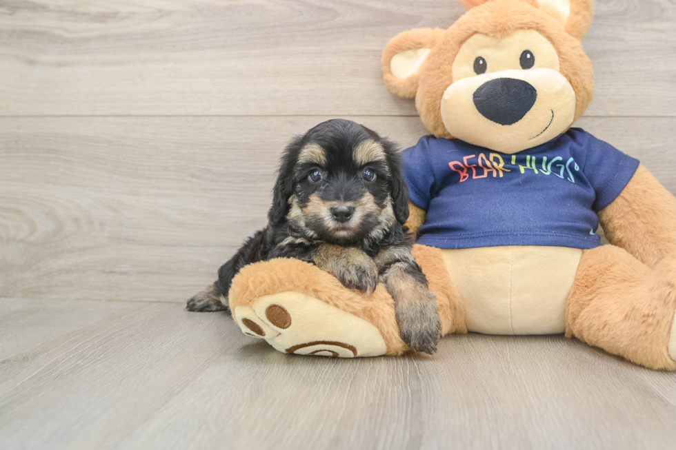 Adorable Havadoodle Poodle Mix Puppy