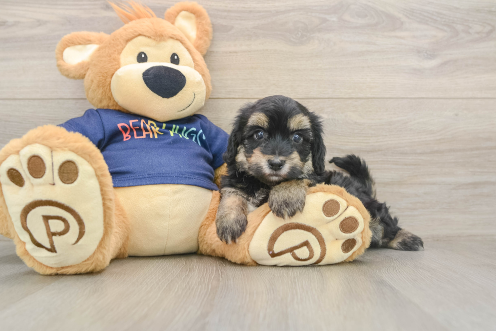 Playful Havadoodle Poodle Mix Puppy