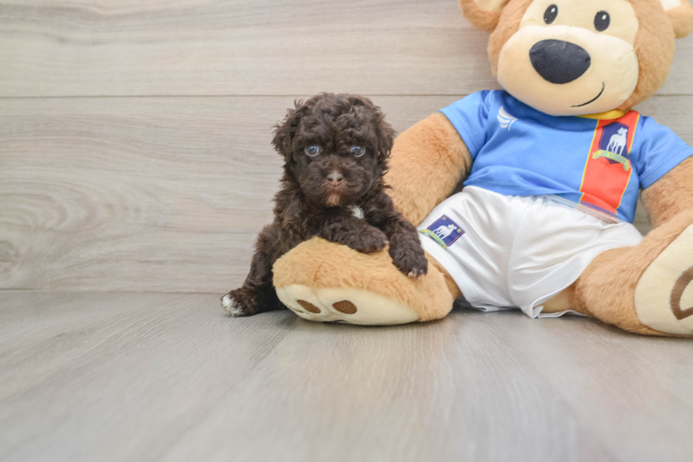 Havapoo Pup Being Cute