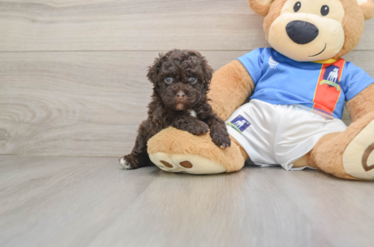 Havapoo Pup Being Cute