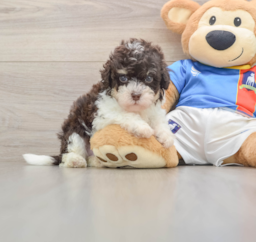 6 week old Havapoo Puppy For Sale - Seaside Pups