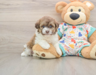 5 week old Havapoo Puppy For Sale - Seaside Pups