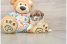 Small Havapoo Baby