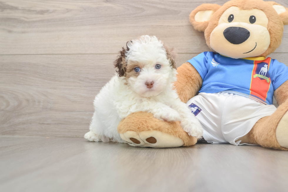 Energetic Havadoodle Poodle Mix Puppy