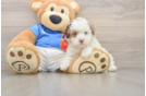 Havapoo Puppy for Adoption