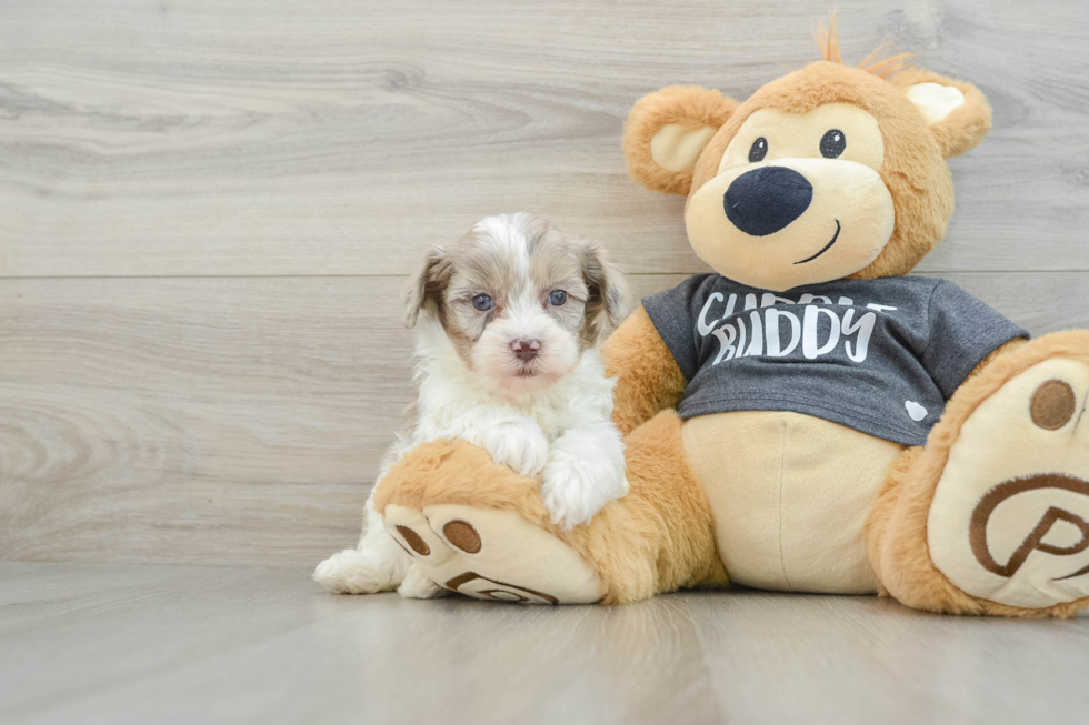 Smart Havapoo Poodle Mix Pup