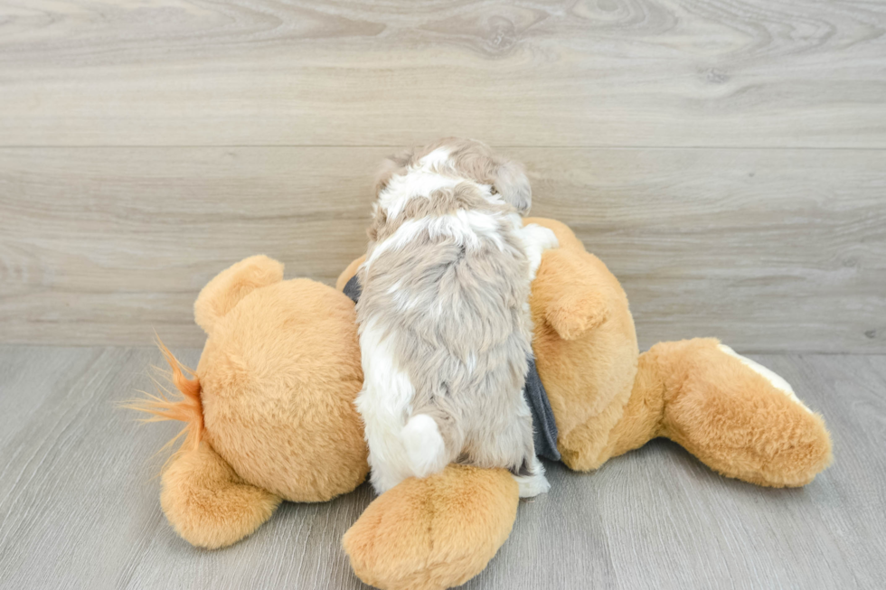 Popular Havapoo Poodle Mix Pup