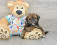 8 week old Havapoo Puppy For Sale - Seaside Pups