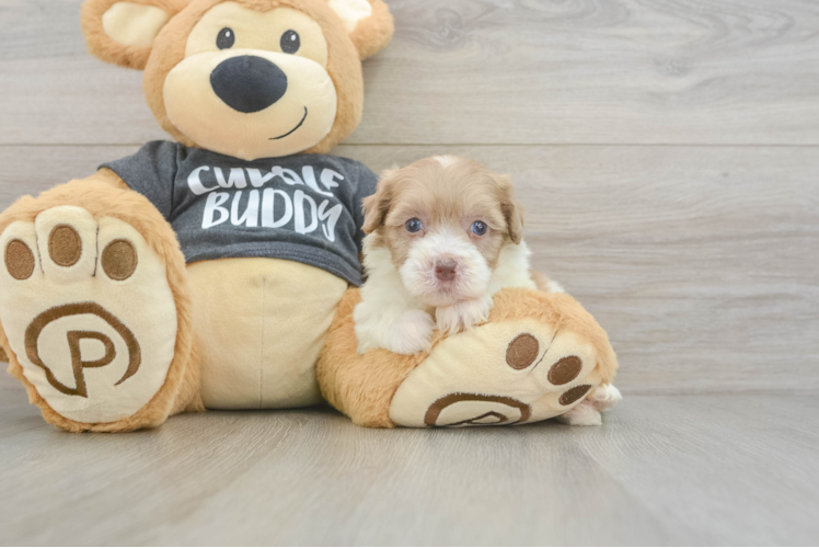 Energetic Havadoodle Poodle Mix Puppy