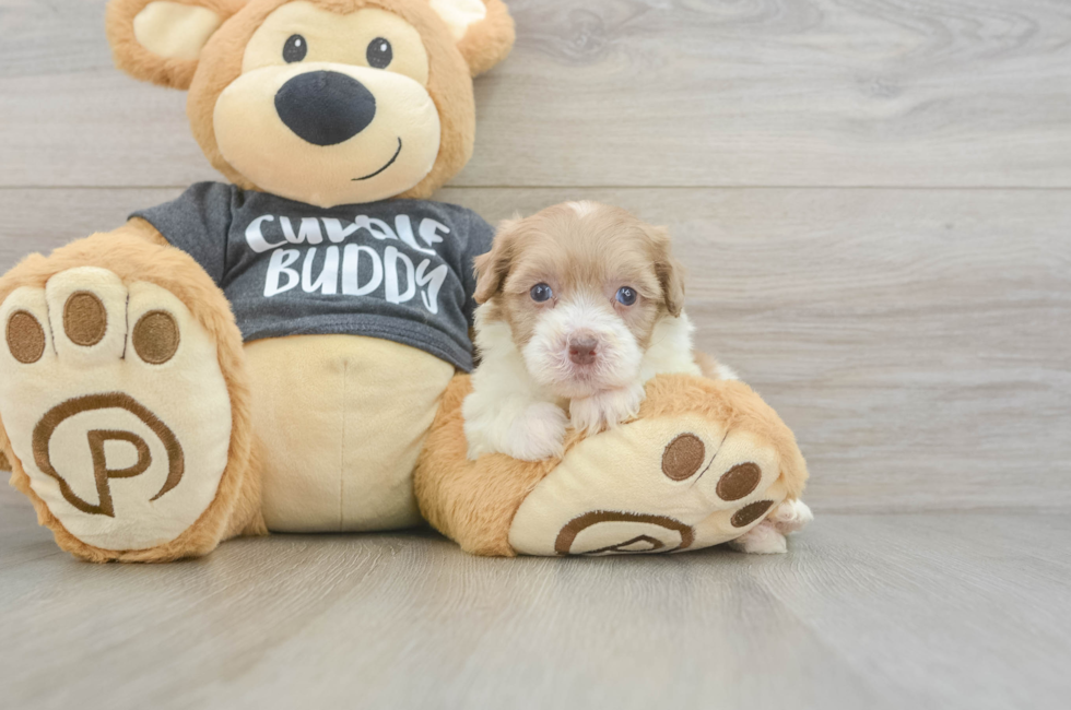 5 week old Havapoo Puppy For Sale - Seaside Pups