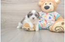 Hypoallergenic Havadoodle Poodle Mix Puppy