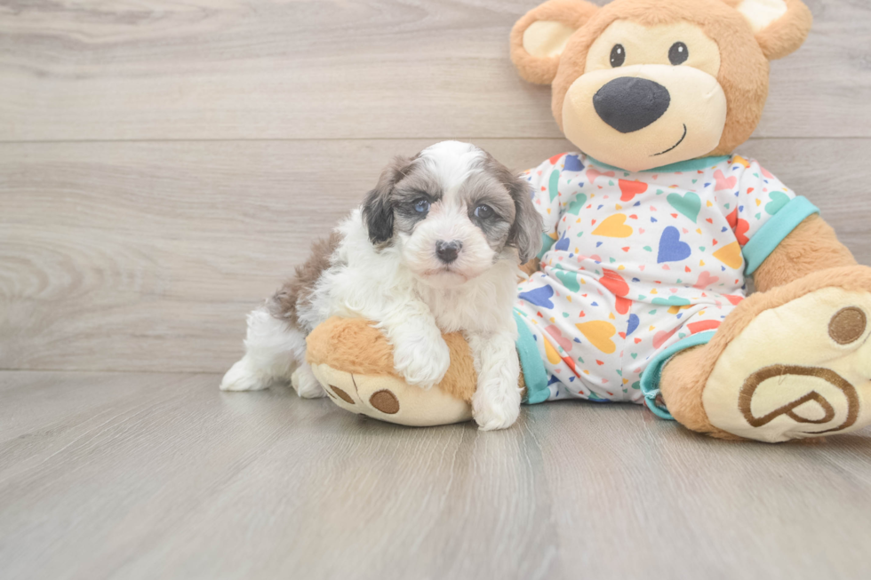 Hypoallergenic Havadoodle Poodle Mix Puppy