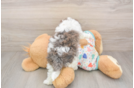 Havapoo Puppy for Adoption