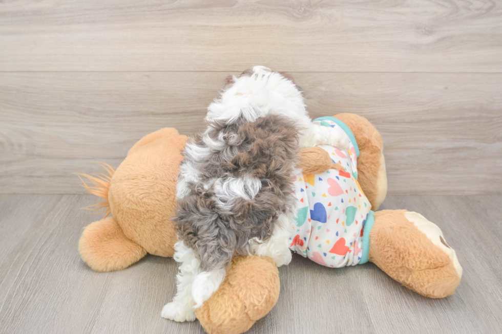 Havapoo Puppy for Adoption
