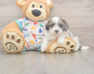 7 week old Havapoo Puppy For Sale - Seaside Pups
