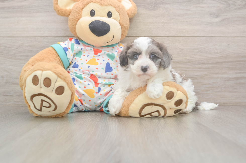 5 week old Havapoo Puppy For Sale - Seaside Pups