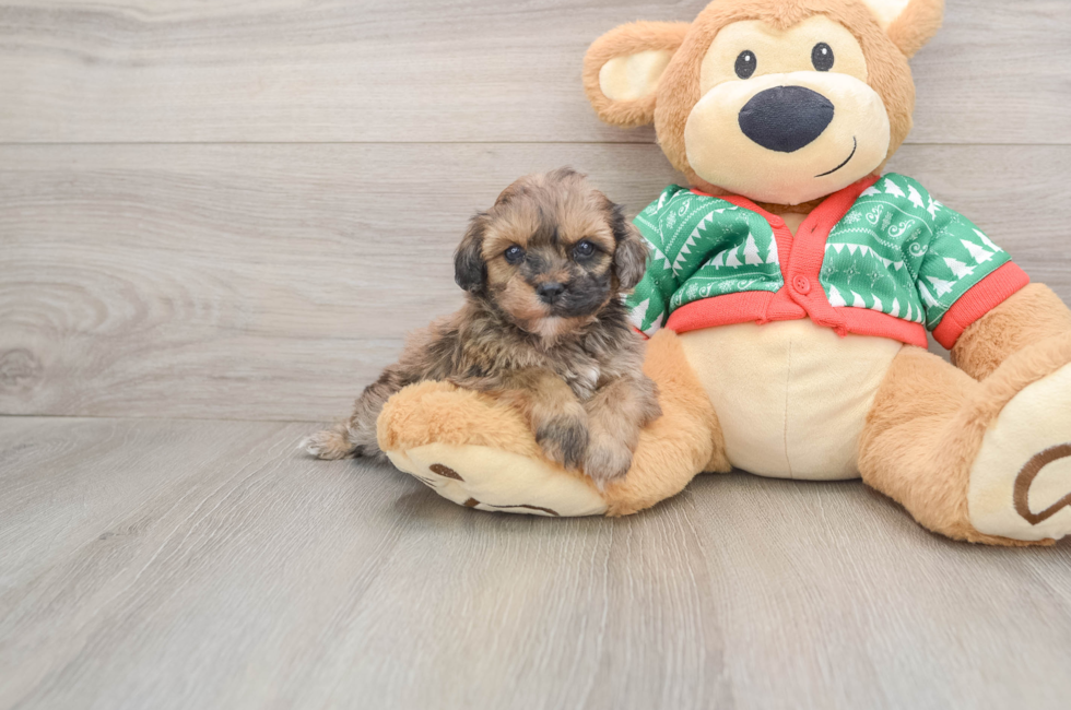 5 week old Havapoo Puppy For Sale - Seaside Pups