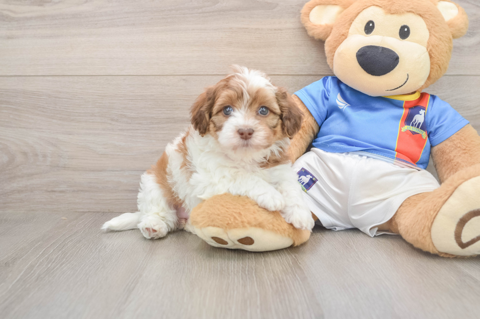 Funny Havapoo Poodle Mix Pup