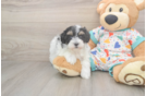 Fluffy Havapoo Poodle Mix Pup