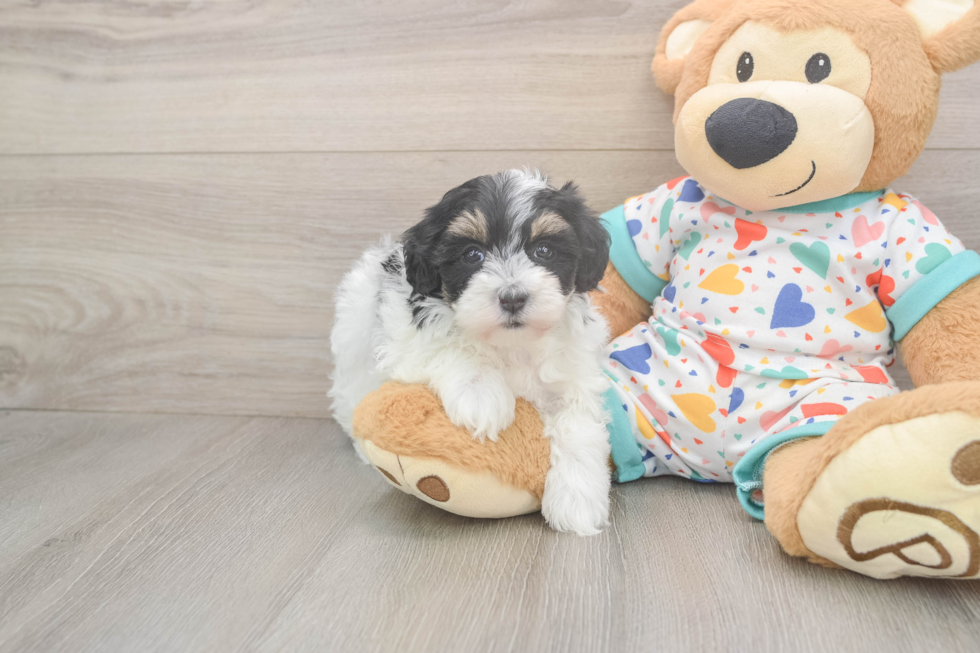 Fluffy Havapoo Poodle Mix Pup