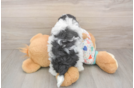 Funny Havapoo Poodle Mix Pup
