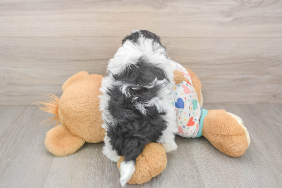 Funny Havapoo Poodle Mix Pup