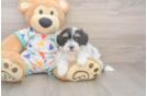 Fluffy Havapoo Poodle Mix Pup