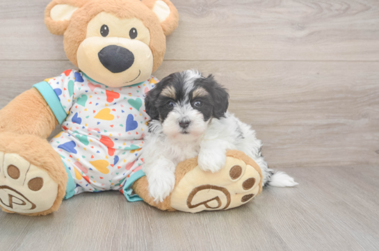 Fluffy Havapoo Poodle Mix Pup