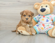 8 week old Havapoo Puppy For Sale - Seaside Pups