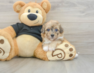 6 week old Havapoo Puppy For Sale - Seaside Pups