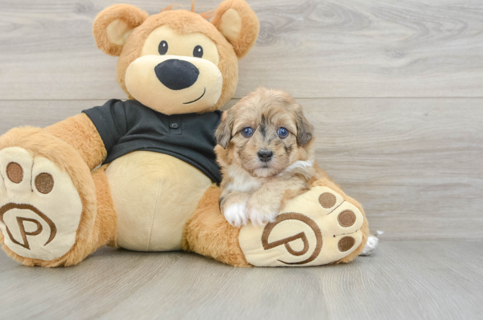 5 week old Havapoo Puppy For Sale - Seaside Pups