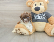7 week old Havapoo Puppy For Sale - Seaside Pups