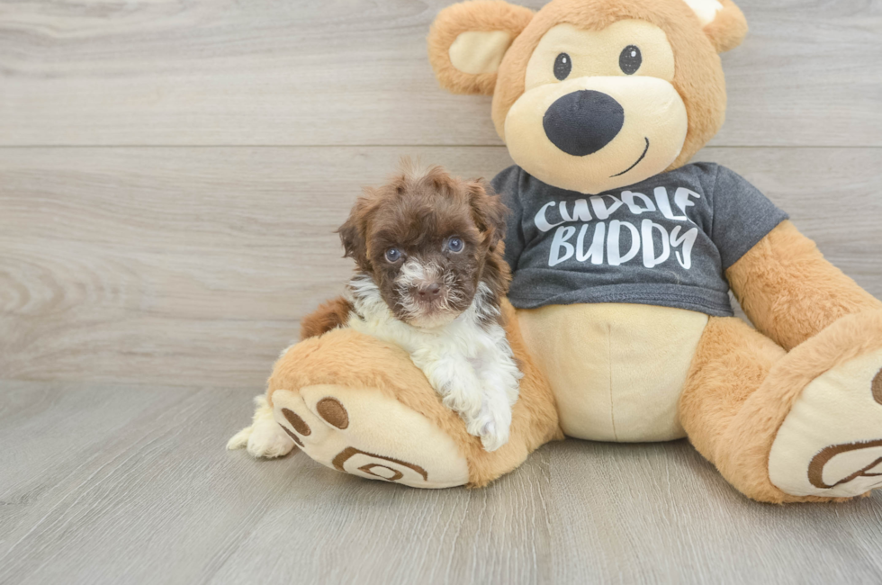 5 week old Havapoo Puppy For Sale - Seaside Pups