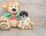 6 week old Havapoo Puppy For Sale - Seaside Pups