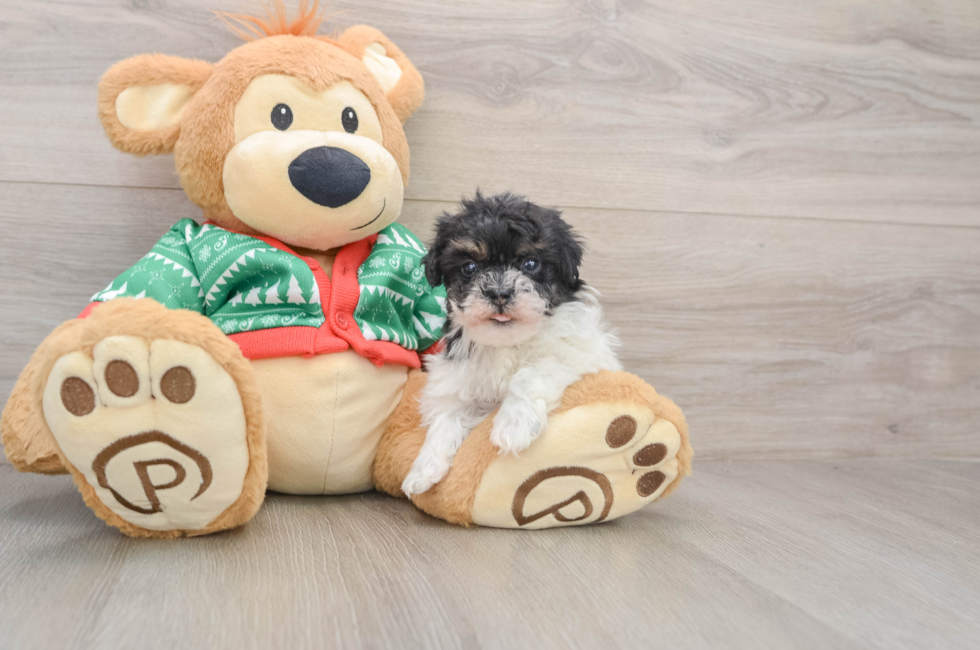 5 week old Havapoo Puppy For Sale - Seaside Pups