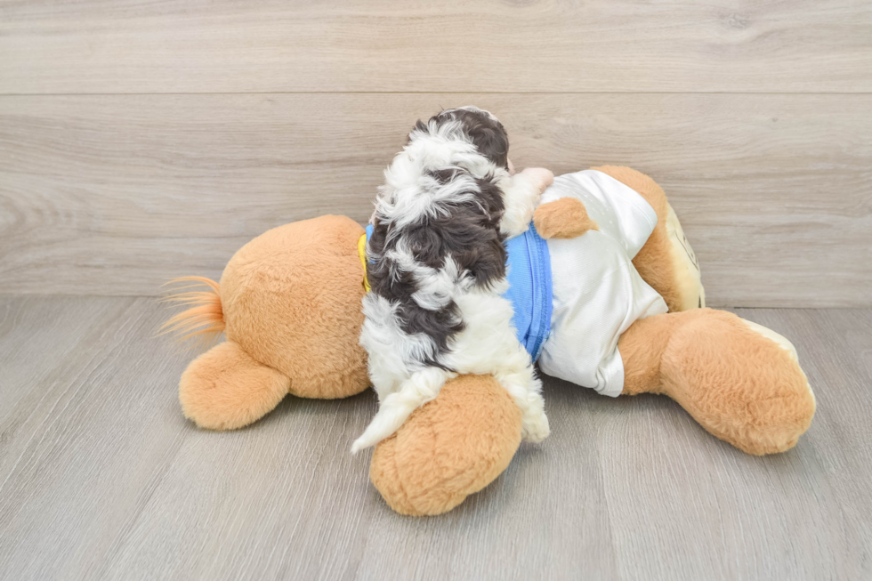 Petite Havapoo Poodle Mix Pup