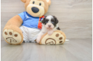 Havapoo Pup Being Cute