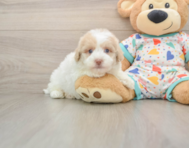 5 week old Havapoo Puppy For Sale - Seaside Pups