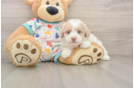 Best Havapoo Baby