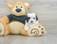 6 week old Havapoo Puppy For Sale - Seaside Pups