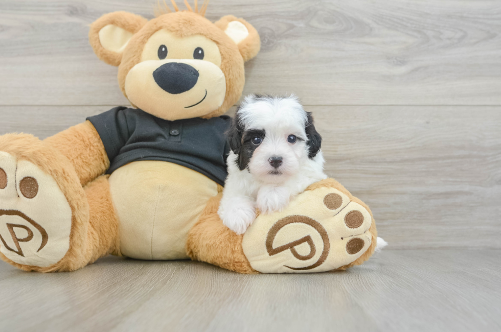 5 week old Havapoo Puppy For Sale - Seaside Pups