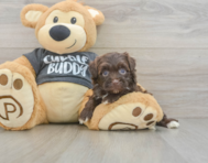8 week old Havapoo Puppy For Sale - Seaside Pups