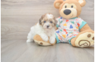 Adorable Havadoodle Poodle Mix Puppy