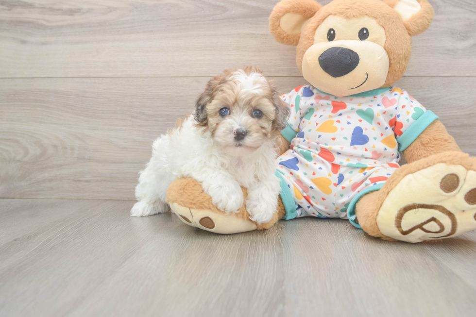 Adorable Havadoodle Poodle Mix Puppy