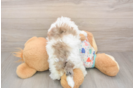 Little Havadoodle Poodle Mix Puppy