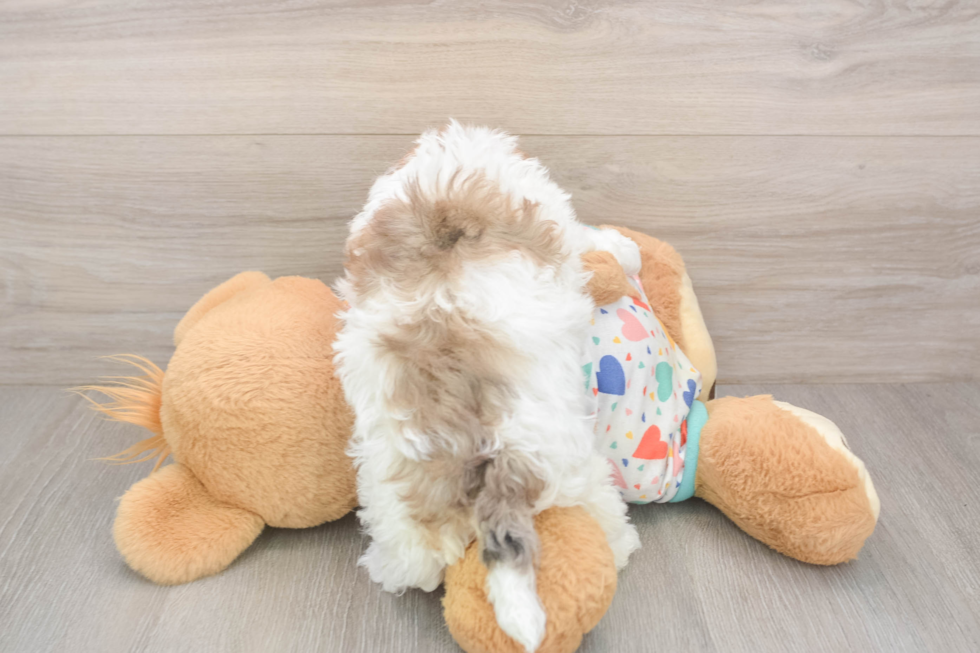 Little Havadoodle Poodle Mix Puppy