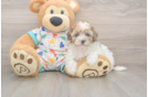Little Havadoodle Poodle Mix Puppy
