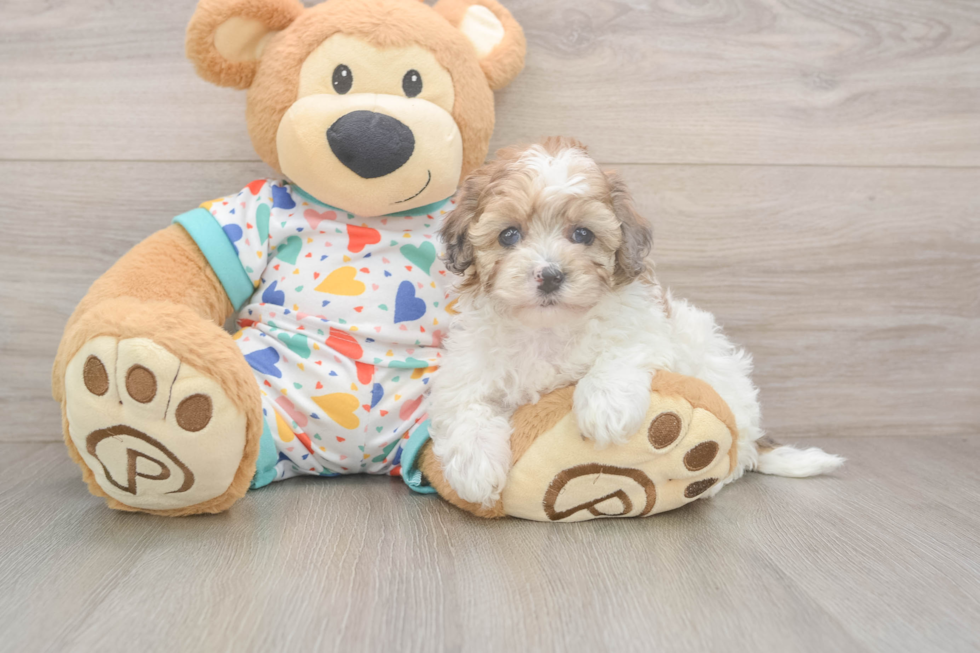 Little Havadoodle Poodle Mix Puppy