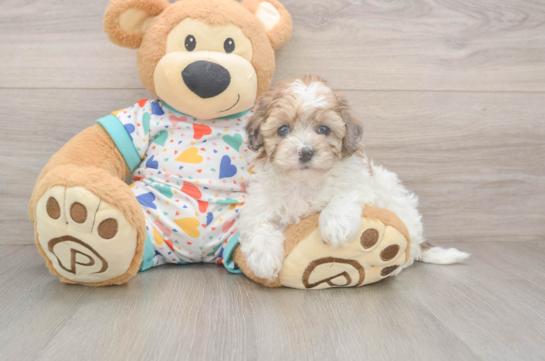 Little Havadoodle Poodle Mix Puppy